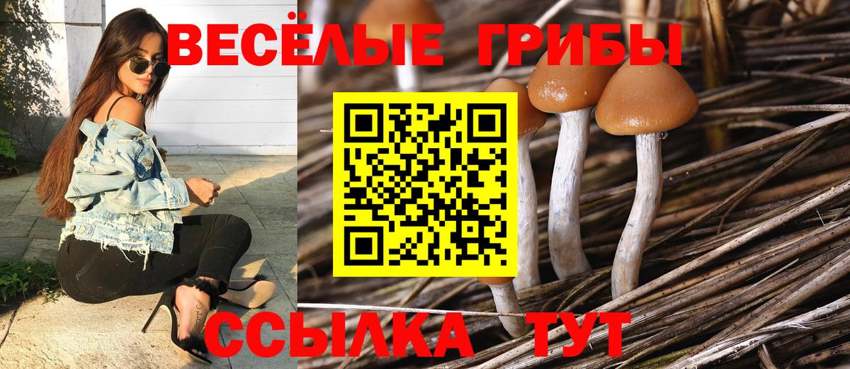 Галлюциногенные грибы Psilocybe Заинск